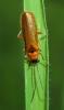 Rhagonycha nigriceps